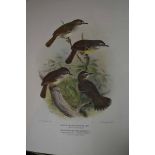 Mathews, Gregory M., F.R.S.E.: The Birds of AustraliaPublished 1910 / by Witherby & Co.,