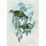 John Gould 1804 – 1881 - Ptilinopus Superbus (Superb Fruit Pigeon)  - Birds of Australia - Hand