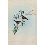 i) John Gould 1804 – 1881 - Acrocephalus Australis (Reed Warbler) - Birds of Australia - Hand