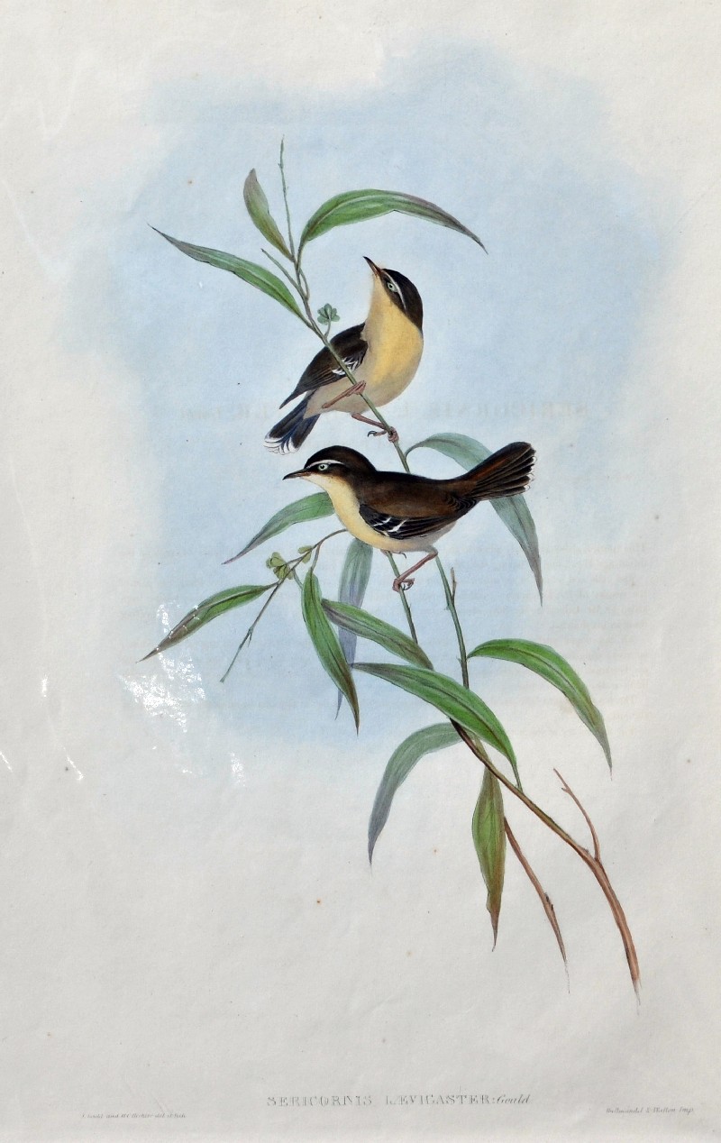 i) John Gould 1804 – 1881 - Sericornis Laevigaster (Buff-breasted Sericornis) - Birds of Australia -