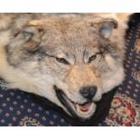 A Canadian Grey Wolf (Canis Iupus) Rug with  - Mounted Head - With felt back lining  - Length: