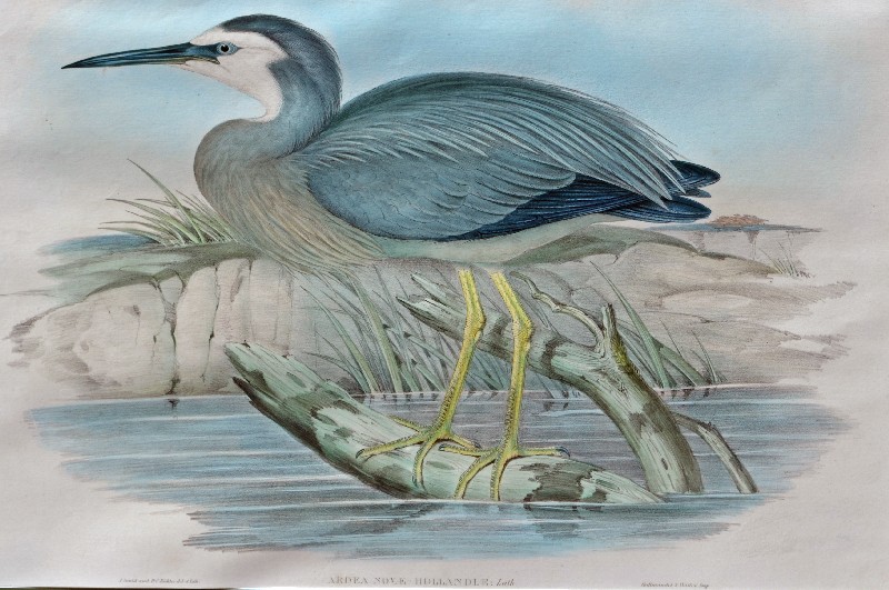 John Gould 1804 – 1881 - Ardea Novea-Hollandliae (White-faced Herron) - Birds of Australia - Hand
