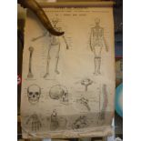 Early 20th century John Wright anatomy chart