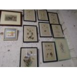 Group natural history engravings of butterflies, moths, insects etc plus two others