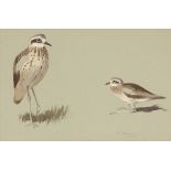 ARCHIBALD THORBURN (SCOTTISH 1860 - 1935), PLOVERS watercolour and bodycolour on paper, signed in