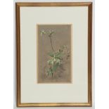 EDWIN JOHN ALEXANDER RSA RSW RWS (SCOTTISH 1870 - 1926),
WHITE CAMPION
watercolour on paper,