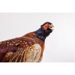 TAXIDERMY COCK PHEASANT 
modelled resting on a wooden log, 79cm long,