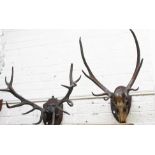 TAXIDERMY: A pair of deer antlers, with