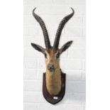 TAXIDERMY:  A stuffed and mounted Grant'