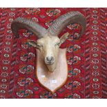 A Urial Head and Horns Hunting Trophy,