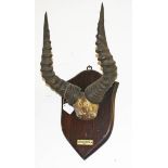 TAXIDERMY: A pair of harteebeeste horns