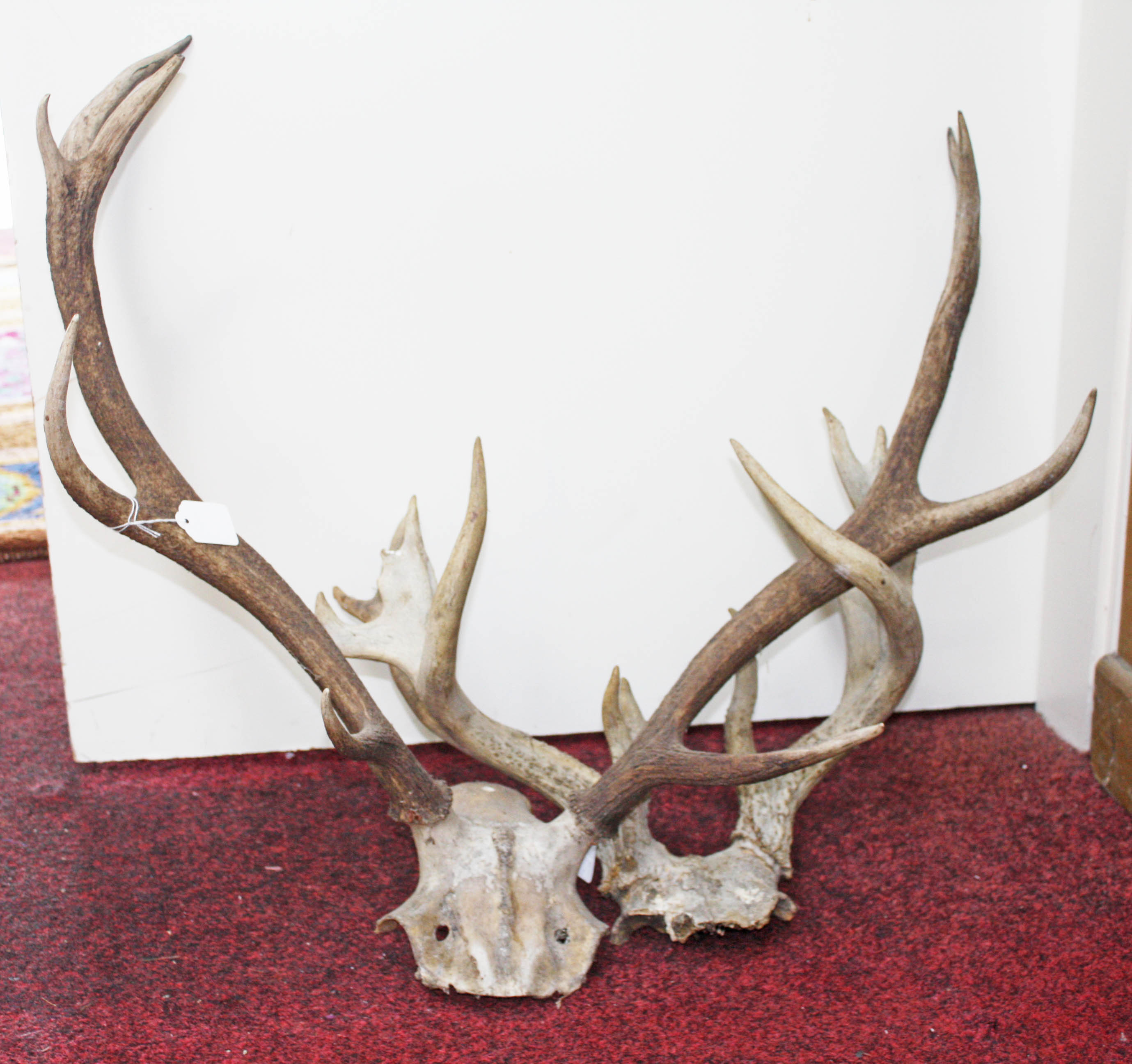 TAXIDERMY: Two pairs of small unmounted