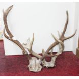 TAXIDERMY: Two pairs of small unmounted