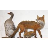 TAXIDERMY: A stuffed and mounted goose,