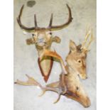 A SET OF THREE GRADUATING DEER HEADS WIT