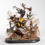 TAXIDERMY: A stuffed and mounted collect