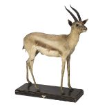 TAXIDERMY:  a life size stuffed and moun