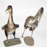 TAXIDERMY: A stuffed and mounted crane, standing on a wooden base, as is, 26in (67cm); together with