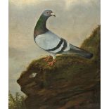 Hubert Study of "Prize Racing Pigeon," O.O.C., signed or inscribed, 20" x 16 1/2" (50cms x