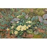 COLIN NEWMAN FSBA,   Primroses in Moss,