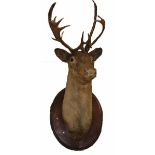 TAXIDERMY:  a stuffed and mounted stag h