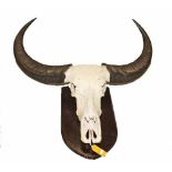 TAXIDERMY:
a large African water buffal