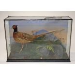 TAXIDERMY, a stuffed and cased pheasant, within natural surroundings, 32in (81cm)w. (1)