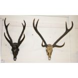 A STAG SKULL AND ANTLERS, unmounted, with two three-point horns, 39in (99cm); together with a