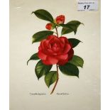 A SET OF SEVEN ASSORTED UNMOUNTED AND UNFRAMED COLOURED BOTANICAL PRINTS,