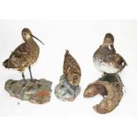 TAXIDERMY: A COLLECTION OF THREE STUFFED BIRDS, each mounted on a rugged base, one a curlew,