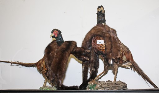 TAXIDERMY: Two stuffed pheasants, and a mink stole.