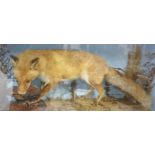 TAXIDERMY:
Stuffed Fox with Hen, in glazed case, 35in (89cm).