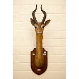 TAXIDERMY:
Long neck male Generuke, on an oak panel, inscribed G Erenook, shot by A. 1914, 36.