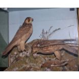 TAXIDERMY: 
A pair of stuffed and mounted Falcons, each perched on snowy rocks, within a glass case,