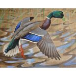 RALSTON GUDGEON RSW, ( British 1910-1984)
Mallard in Flight, Landing on Open Water,