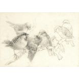 CHARLES HENRY CLIFFORD BALDWYN (1859-1943)  STUDY OF SEVEN BIRDS ON A BRANCH  pencil, 17.5 x 25cm++