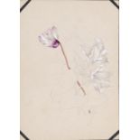 WILLIAM JOHN PITCHER, RI (1858-1925) SEVEN SKETCH BOOKS OF BOTANICAL DRAWINGS 217 leaves, mostly