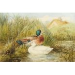 CASPER HOLDING (EXH 1882) POULTRY; DUCKS  a pair, both signed, one dated 1881, watercolour, 20 x