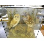 VINTAGE TAXIDERMY.  A TAWNY OWL AND A BARN OWL, REALISTICALLY MOUNTED IN EBONISED CASE, ON THE