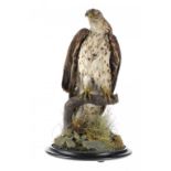 TAXIDERMY. A BUZZARD, LATE 19TH C perched on a branch, with glass eyes, on turned, ebonised base