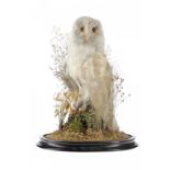 TAXIDERMY. A BARN OWL, C1900 realistically mounted amidst grasses on ebonised base beneath glass
