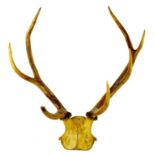 SPORTING TROPHIES.  FOUR-POINT ANTLERS WITH SKULL