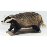 TAXIDERMY. A BADGER MOUNTED ON SHAPED WOOD PLINTH