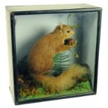VINTAGE TAXIDERMY.  A RED SQUIRREL REALISTICALLY MOUNTED ON FERNS AND BRACKEN, IN GLAZED AND BLACK