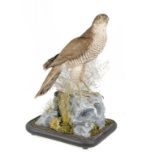 VINTAGE TAXIDERMY.  SPARROWHAWK,  LATE 19TH/EARLY 20TH C  realistically mounted on 'rocks' with