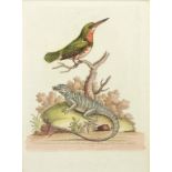 BY AND AFTER GEORGE EDWARDS (1694-1773) TWELVE PLATES FROM EDWARDS' HISTORY OF BIRDS  etchings