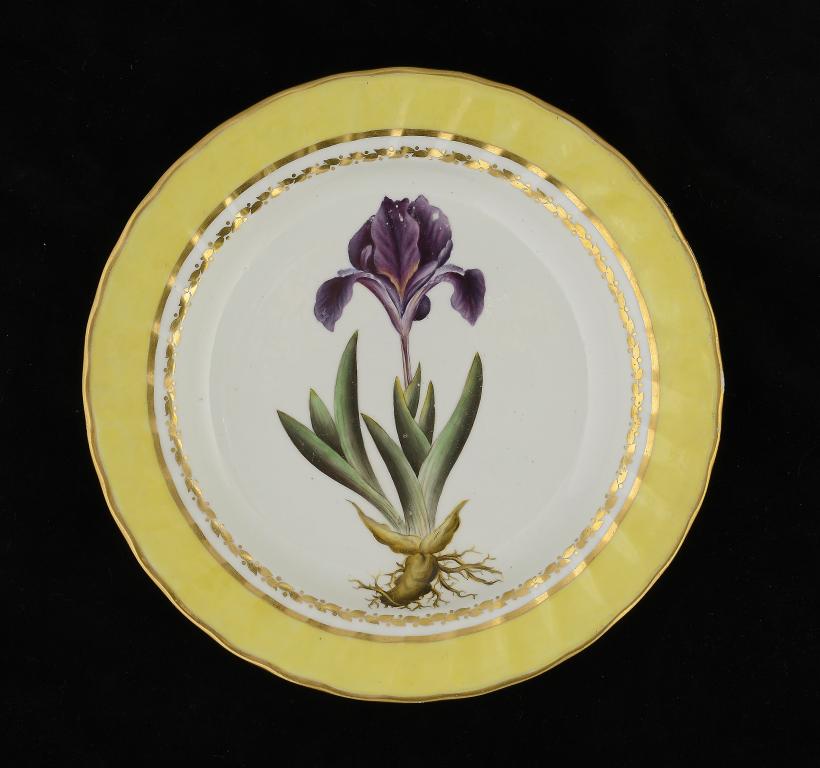 A DERBY CANARY YELLOW BORDERED BOTANICAL PLATE, C1795 23.5cm diam, painted mark, 216 and title