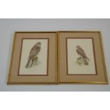 Four limited edition prints of birds