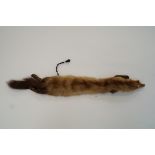 A taxidermy stoat