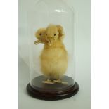 Taxidermy - a three headed duckling, rep